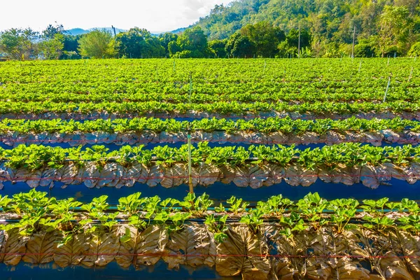 Campo de morango e fazenda — Fotografia de Stock