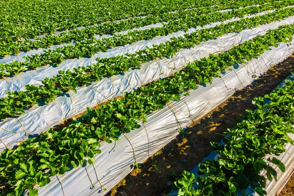 Campo de morango e fazenda — Fotografia de Stock