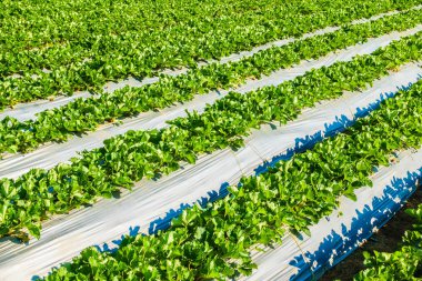 çilek alan ve çiftlik