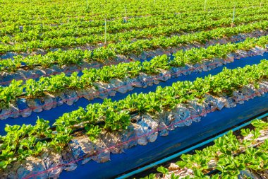 çilek alan ve çiftlik