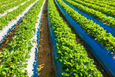 çilek alan ve çiftlik