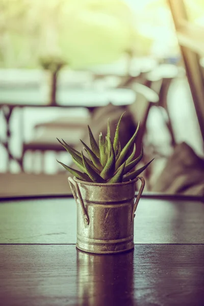 Plante en vase sur table — Photo