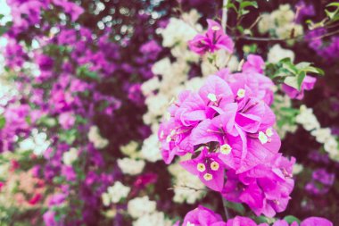 Güzel bougaville çiçek