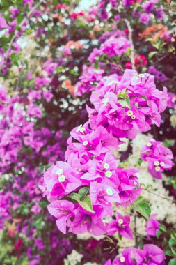 Güzel bougaville çiçek