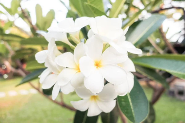 Flor de plumeria branca — Fotografia de Stock