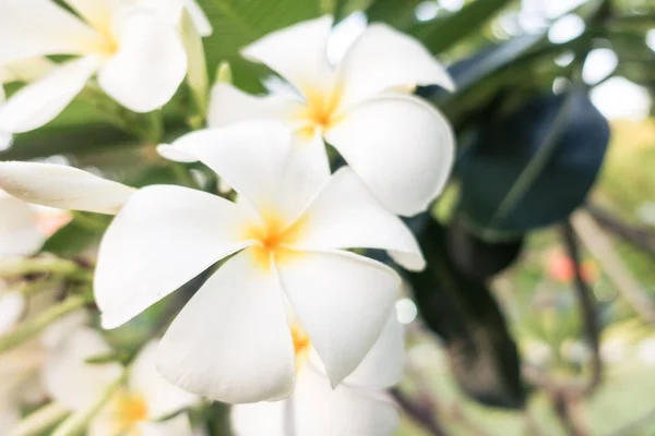 Beyaz plumeria çiçek — Stok fotoğraf