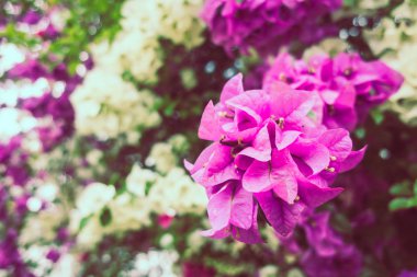 Güzel bougaville çiçek