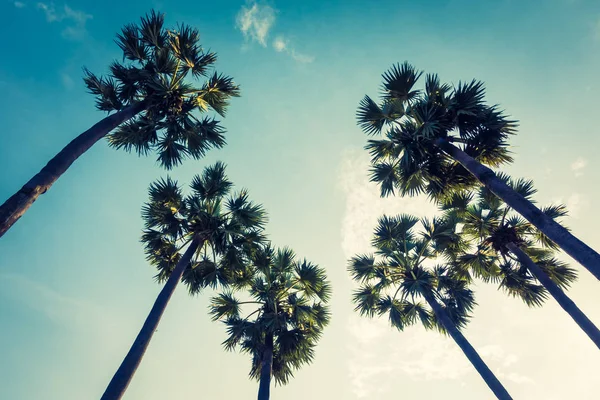 Beautiful palm tree on blue sky — Stock Photo, Image