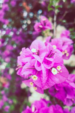 Güzel bougaville çiçek