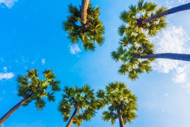 Güzel palmiye ağacı üzerinde mavi gökyüzü