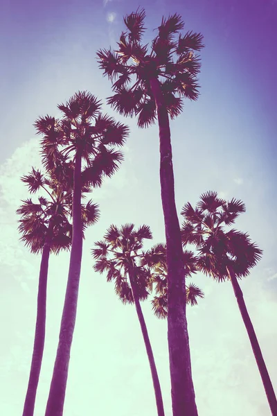Mooie palmboom op blauwe hemel — Stockfoto
