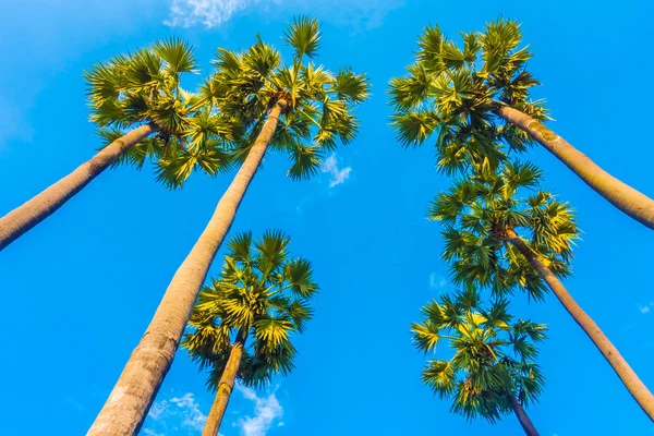 ต้นปาล์มที่สวยงามบนท้องฟ้าสีฟ้า — ภาพถ่ายสต็อก