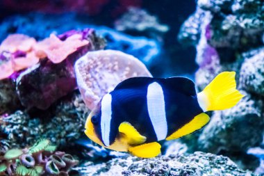 Sualtı renkli balık 