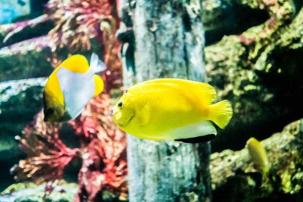 Peixe colorido no subaquático — Fotografia de Stock