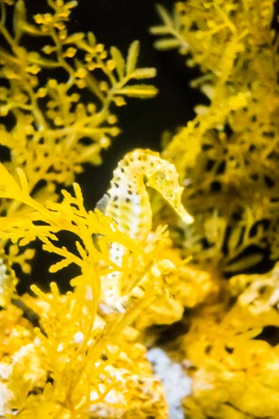 Cavalo marinho em subaquático com coral — Fotografia de Stock