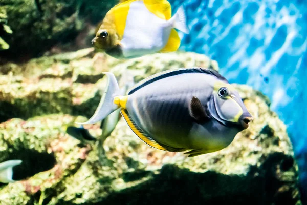 Peixe colorido no subaquático — Fotografia de Stock