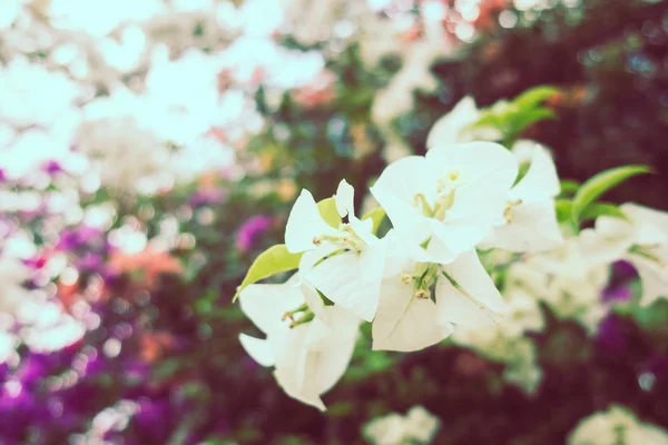 Bougaville piękny kwiat — Zdjęcie stockowe