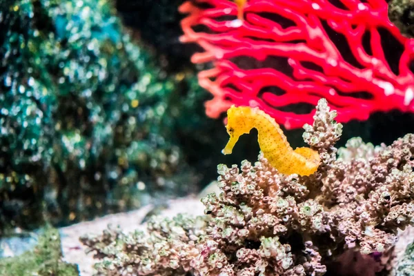 Peixe colorido no subaquático — Fotografia de Stock
