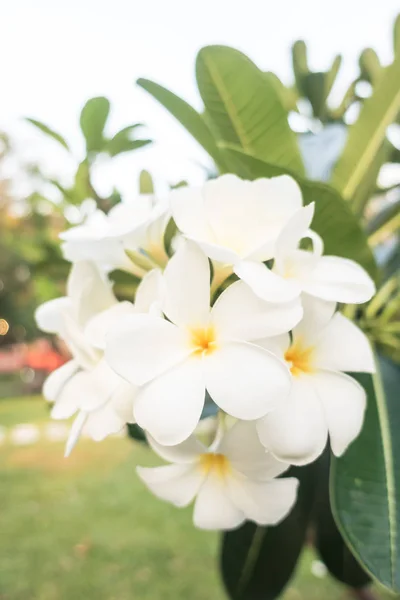 Beyaz plumeria çiçek — Stok fotoğraf