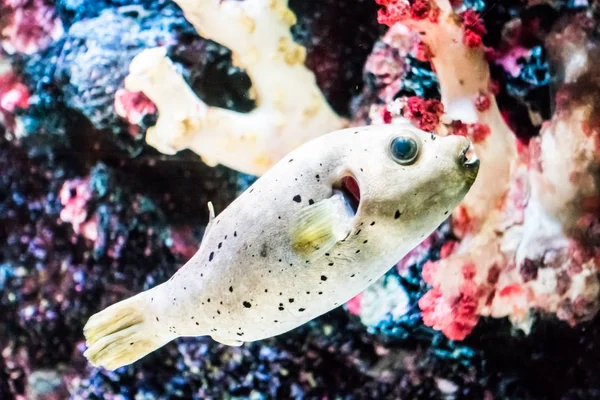 Ryby v pod vodou — Stock fotografie