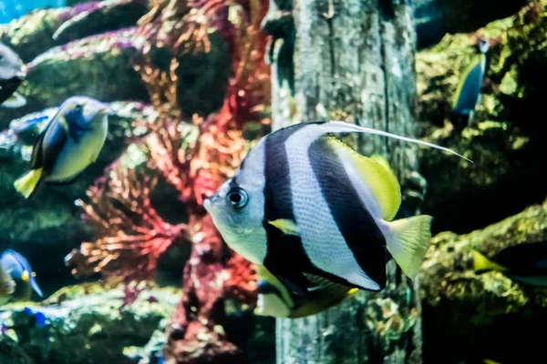 Peixe colorido no subaquático — Fotografia de Stock