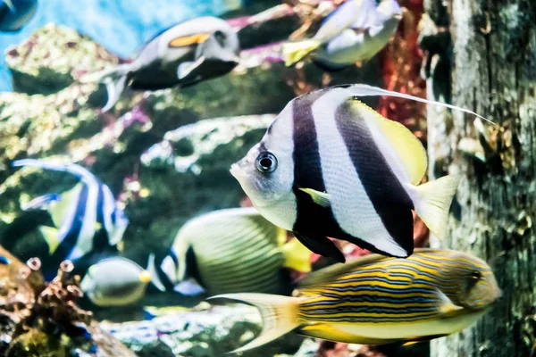 Kolorowe ryby w podwodne — Zdjęcie stockowe
