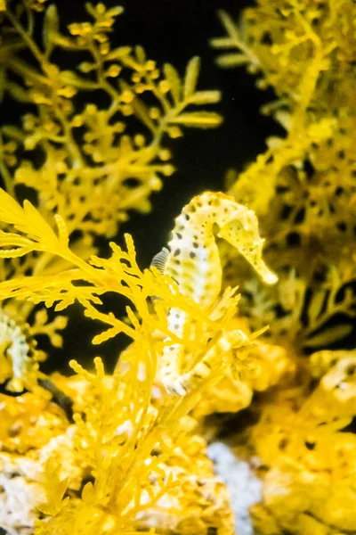 Seahorse in underwater with corl — Stock Photo, Image