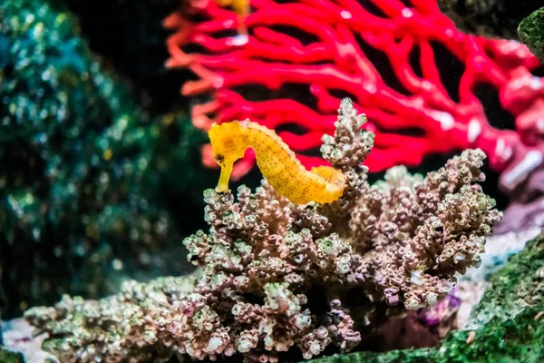七彩鱼在水下的珊瑚 — 图库照片