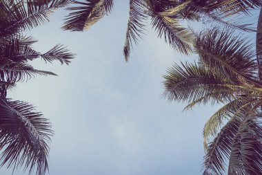 Hindistan cevizi plam ağacı gökyüzü üzerinde kopya alanı ile