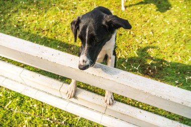 köpek yeşil alan üzerinde