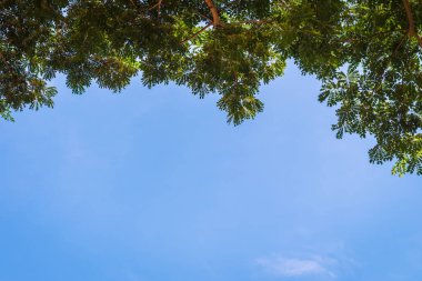 büyük ağaç dalı