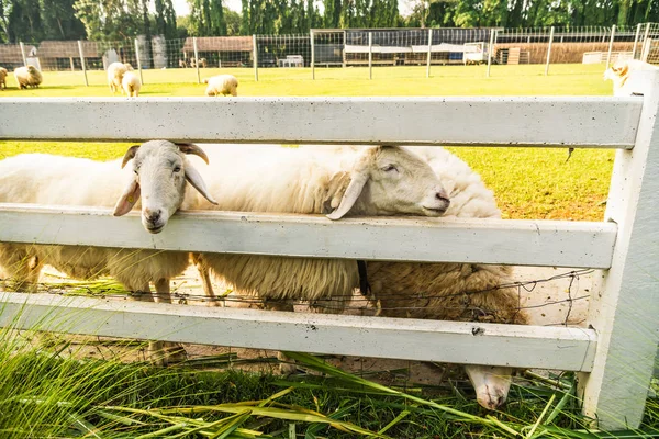 Ovce na zelené trávě — Stock fotografie