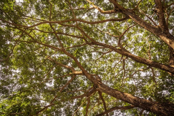 Ramo de árvore grande — Fotografia de Stock