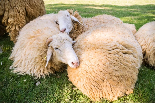 Moutons sur herbe verte — Photo