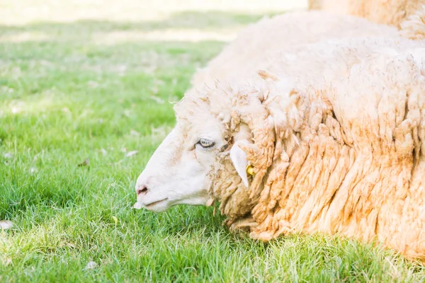 Schafe auf grünem Gras — Stockfoto