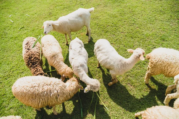 Schafe auf grünem Gras — Stockfoto
