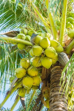 Hindistan cevizi palmiyesi 