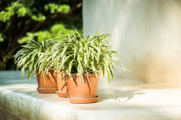 Wazon roślin z odkrytym patio — Zdjęcie stockowe