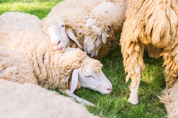 Schapen op groen gras — Stockfoto