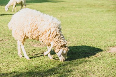 Yeşil çimlerin üzerinde koyun