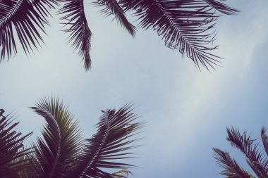 Hindistan cevizi plam ağacı gökyüzü üzerinde kopya alanı ile