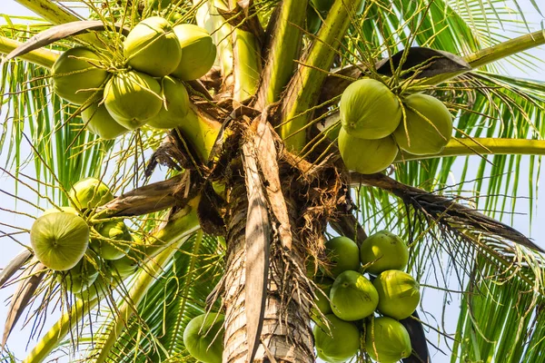 Coconut palm tree