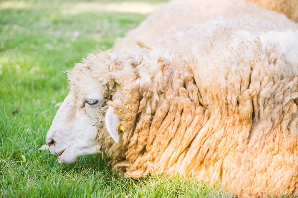 Schafe auf grünem Gras — Stockfoto