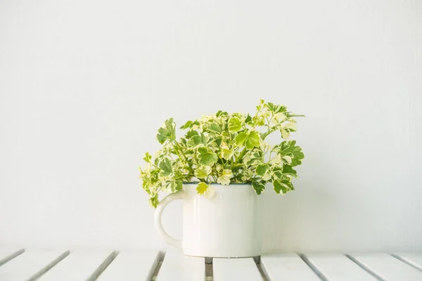 Yeşil vazo bitki — Stok fotoğraf