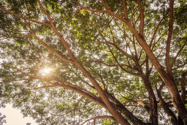 Cabang dari pohon besar — Stok Foto