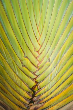 Muz ağacı dokular arka planı için