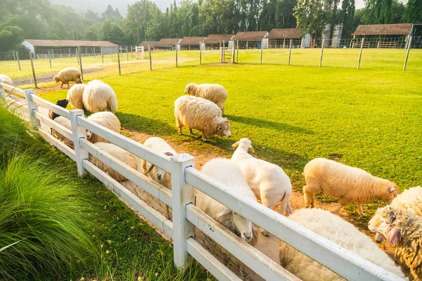 Sheep on green grass — Stock Photo, Image