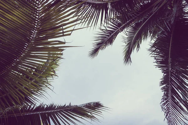 Plam kokospalm met kopie ruimte op sky — Stockfoto