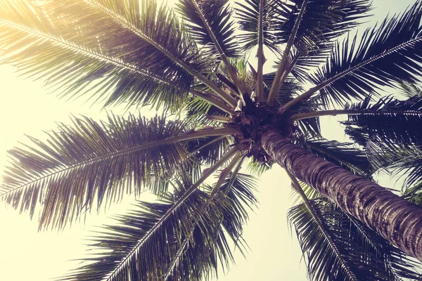 Kokospalmträd — Stockfoto