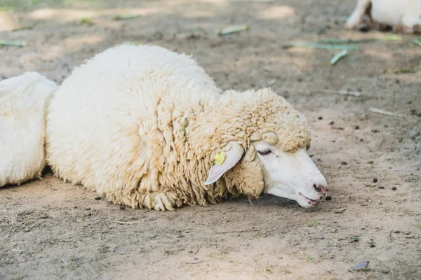 Owce na zielonej trawie — Zdjęcie stockowe